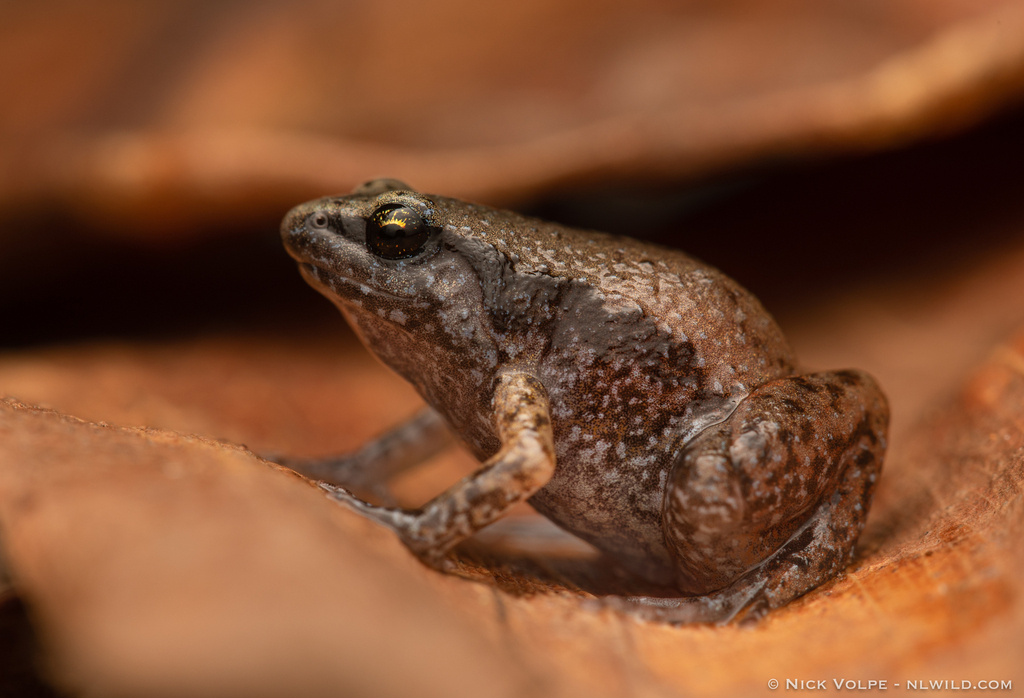 Northern Territory Frog