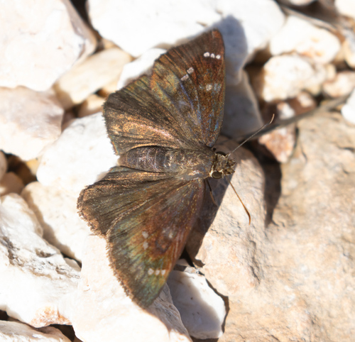 Hispaniolan Skipper