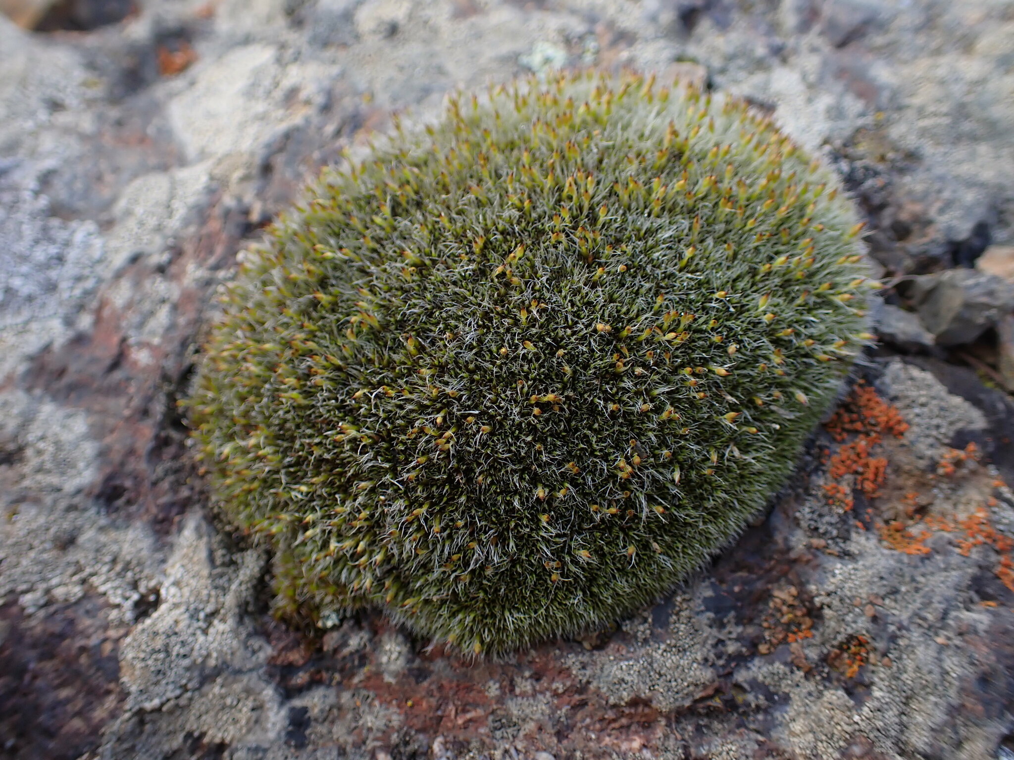 Coscinodon calyptratus