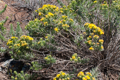 Deinandra clementina