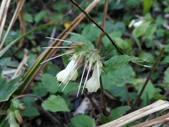 Symphytum grandiflorum
