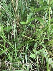 Carex tribuloides