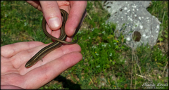 Chalcides chalcides
