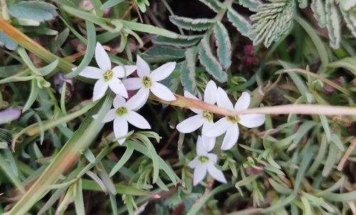 Image of Arjona Pusilla (Arjona pusilla) by no rights reserved