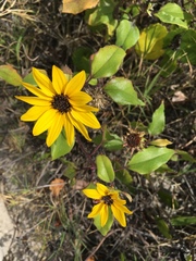Helianthus debilis