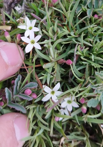 Image of Arjona Pusilla (Arjona pusilla) by no rights reserved