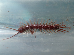 Lithobius peregrinus