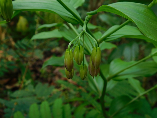 Disporum cantoniense, photograph 6