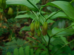 Disporum cantoniense, photograph (c) Ganjar Cahyadi, some rights reserved (CC BY)