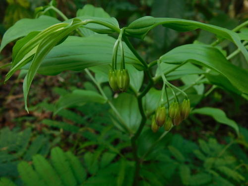 Disporum cantoniense, photograph 5