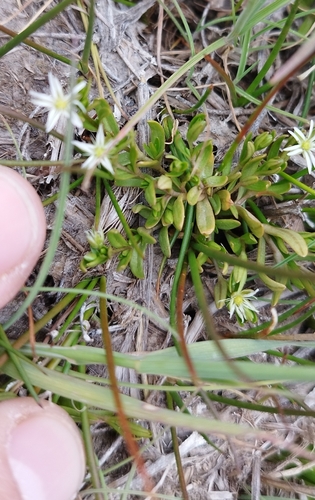 Native stichwort (Stellaria debilis)