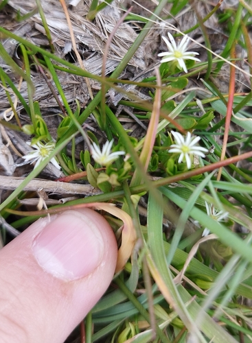 Image of Stellaria debilis by no rights reserved