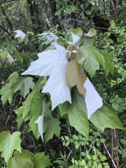 Acer rubrum drummondii