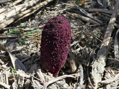 Cynomorium coccineum