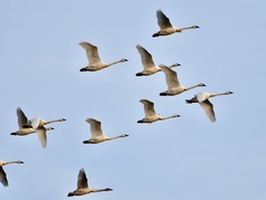 Tundra Swan photo 6