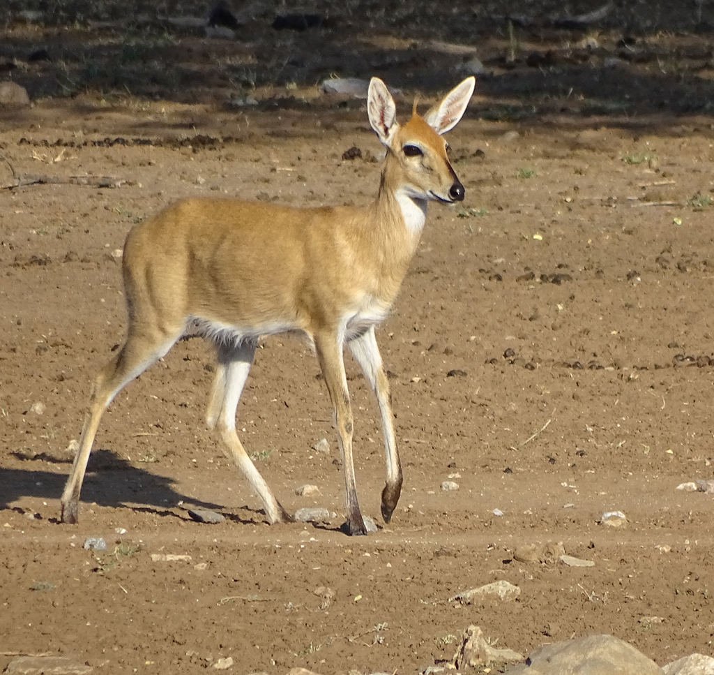 Sylvicapra grimmia steinhardti, Otjozondjupa Region, Namibia, by Peter Erb
