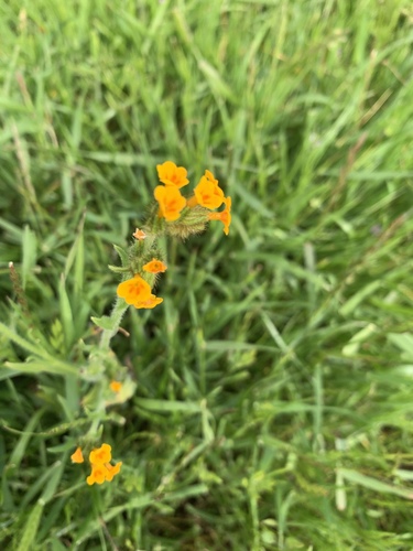 iNaturalist observation photo of Fiddlenecks