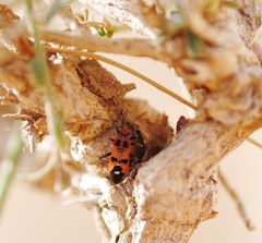 Spilostethus longulus
