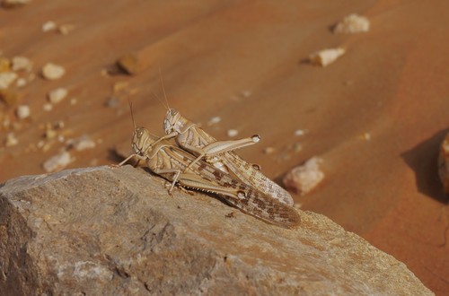 Desert Locust