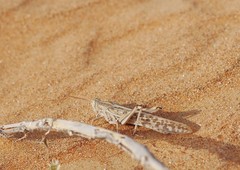 Schistocerca gregaria