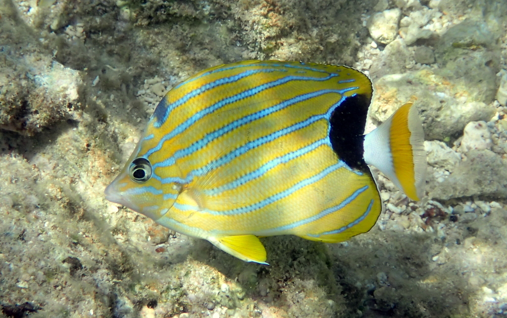 Blue-lined butterfly (Chaetodon fremblii) — Chaetodontidae