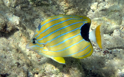 Blue-lined butterfly (Chaetodon fremblii) — Chaetodontidae