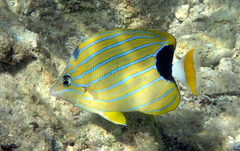 Chaetodon fremblii