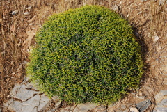 Euphorbia acanthothamnos