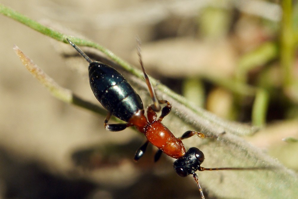 Thaumatogelis gallicus
