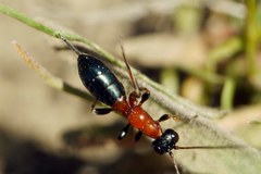 Thaumatogelis gallicus