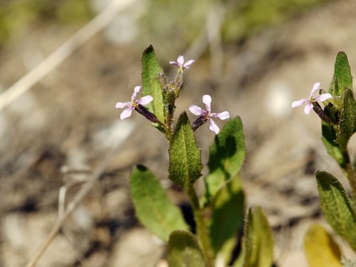 Chorispora tenella iNat (1)
