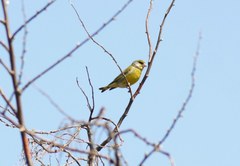 Chloris chloris