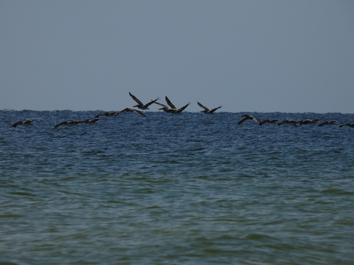 Brown Pelican photographed in Alabama