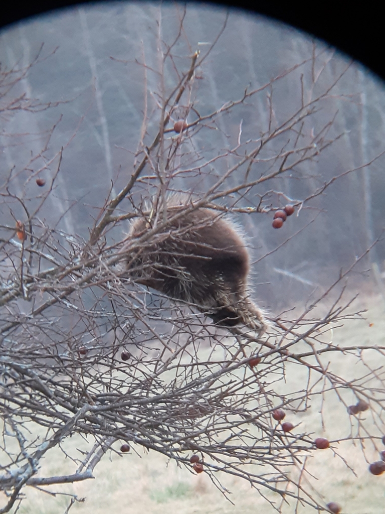 North American Porcupine From Marlborough NH USA On December 17 2023   Large 