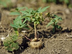 Gymnospermium odessanum