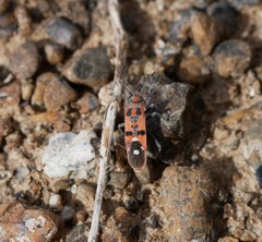 Spilostethus longulus