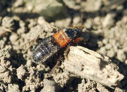 Prostemma sanguineum