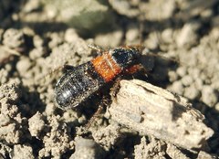 Prostemma sanguineum