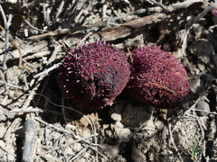 Cynomorium coccineum