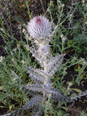 Cirsium occidentale occidentale