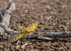 Schistocerca gregaria