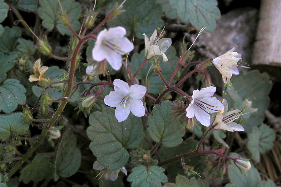 Phacelia longipes