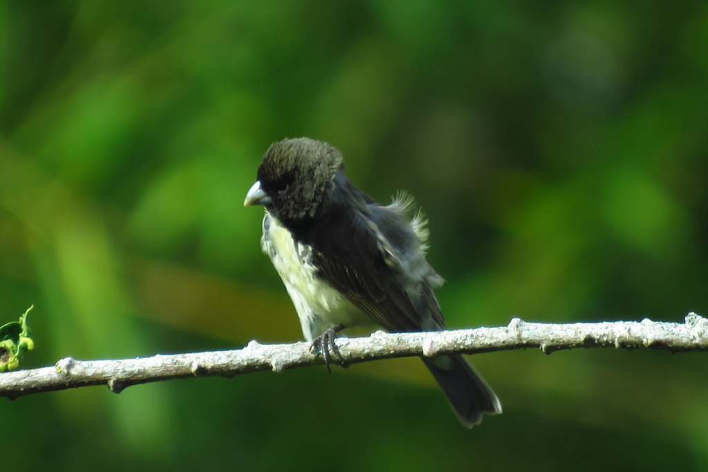 Yellow Bellied Seedeater From San Agustín Huila Colombia On November