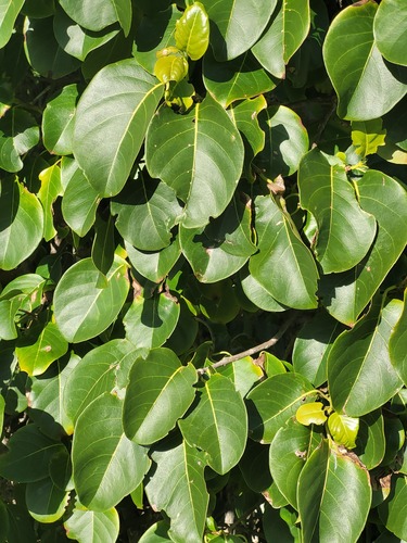 Photo of Pisonia subcordata Sw.