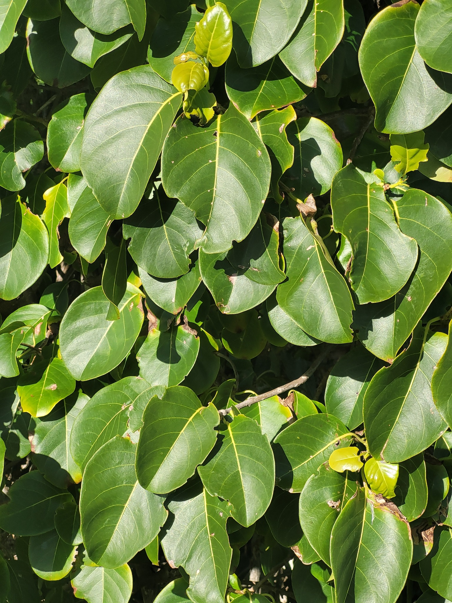 Pisonia subcordata
