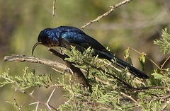 Common Scimitarbill photo 2