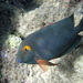 Goldring Surgeonfish - Photo (c) Tom Barnes, some rights reserved (CC BY-NC), uploaded by Tom Barnes