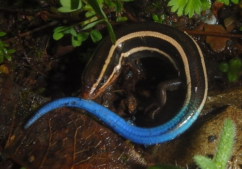 iNaturalist observation photo of Western Skink