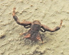 Thomisus scrupeus