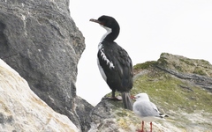 Leucocarbo chalconotus